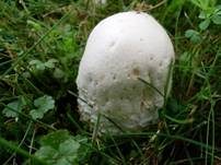 Großsporiger Champignon, Foto 15