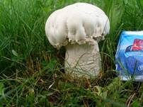 Großsporiger Champignon, Foto 16