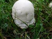 Großsporiger Champignon, Foto 18