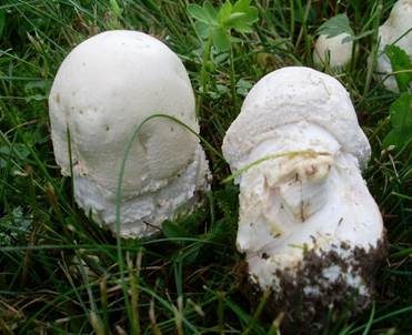 Großsporiger Champignon, Foto 4