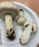 Großsporiger Champignon, Foto 22