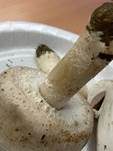 Großsporiger Champignon, Foto 23