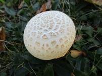 Großsporiger Champignon, Foto 24