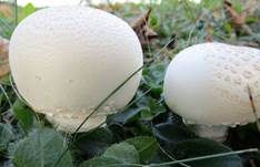 Großsporiger Champignon, Foto 25