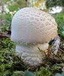Großsporiger Champignon, Foto 26