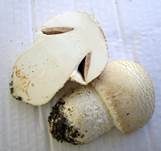 Großsporiger Champignon, Foto 28