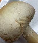 Großsporiger Champignon, Foto 30