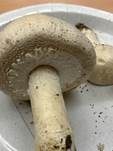 Großsporiger Champignon, Foto 31
