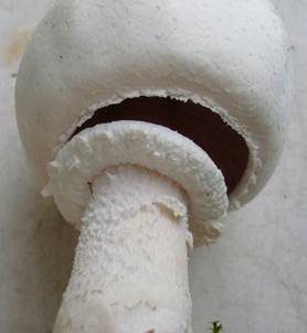 Großsporiger Champignon, Foto 5