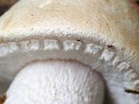 Großsporiger Champignon, Foto 32