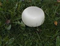 Großsporiger Champignon, Foto 10