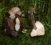 Bereiftstieliger Schwindling, Foto 14