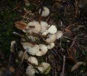 Bereiftstieliger Schwindling, Foto 6