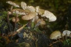 Bereiftstieliger Schwindling, Foto 8