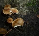 Bereiftstieliger Schwindling, Foto 9