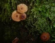 Bereiftstieliger Schwindling, Foto 11