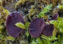 Großsporiger Gallertbecher, Foto 8