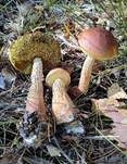 Großsporiger Kiefernröhrling, Foto 22