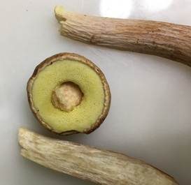 Großsporiger Kiefernröhrling, Foto 6