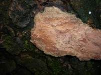 Bergahorn Borstenscheibling, Foto 9