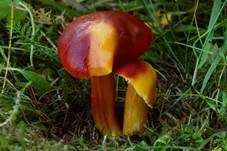 Größter Saftling, Foto 6
