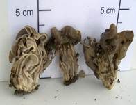 Grubenlorchel, Foto 13