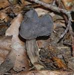 Grubenlorchel, Foto 19