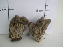 Grubenlorchel, Foto 23