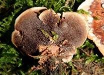 Grubiger Korkstacheling, Foto 18