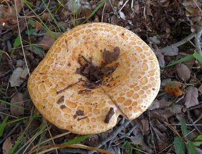 Grubiger Mediterranmilchling, Foto 2