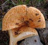 Grubiger Mediterranmilchling, Foto 8