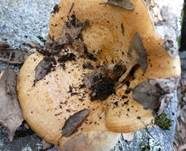 Grubiger Milchling, Foto 18