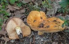 Grubiger Milchling, Foto 5