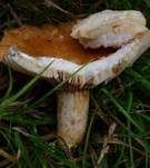 Grubiger Weißtannenmilchling, Foto 13