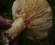 Grubiger Weißtannenmilchling, Foto 15