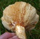 Grubiger Weißtannenmilchling, Foto 17