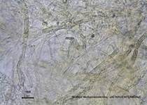 Grubiger Weißtannenmilchling, Foto 22