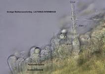 Grubiger Weißtannenmilchling, Foto 25