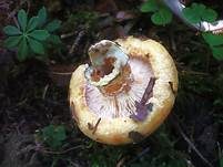 Grubiger Weißtannenmilchling, Foto 9