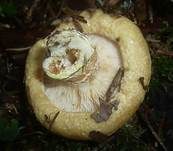 Grubiger Weißtannenmilchling, Foto 10