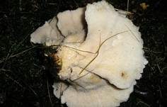 Bergporling, Foto 12