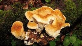 Bergporling, Foto 15