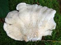 Bergporling, Foto 17