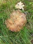 Bergporling, Foto 23