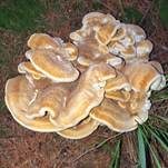 Bergporling, Foto 28