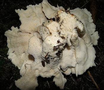 Bergporling, Foto 5