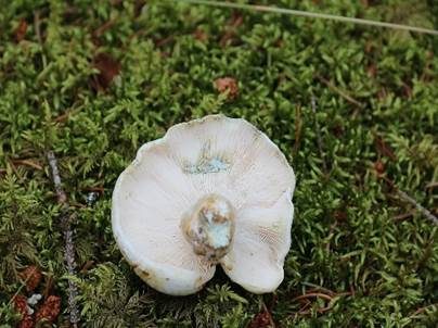 Grünender Pfeffermilchling, Foto 2