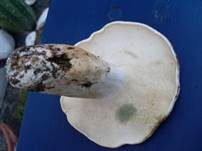 Grünender Pfeffermilchling, Foto 12