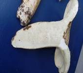 Grünender Pfeffermilchling, Foto 14