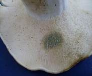 Grünender Pfeffermilchling, Foto 15